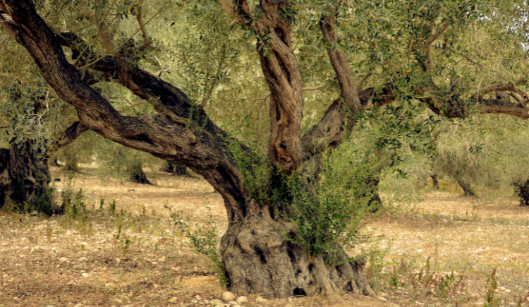 El cuidado del olivo