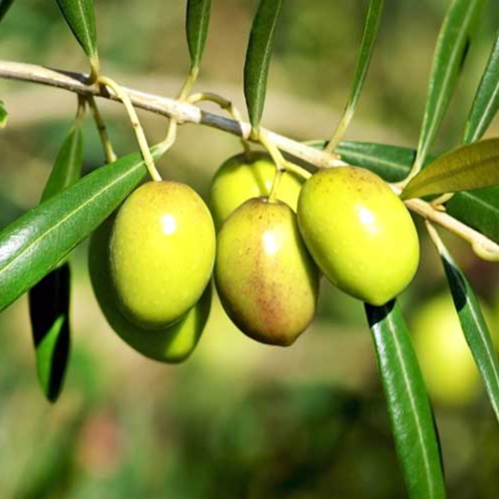 desarrollo de la oliva