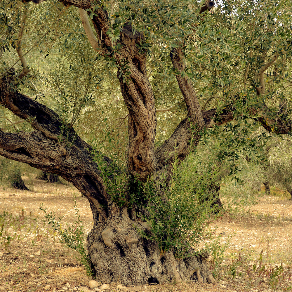 Big olive tree at its resting stage 