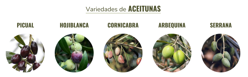 variedades de oliva o variedades de aceituna: arbequina, picual, hojiblanca, cornicabra, serrana de espadán